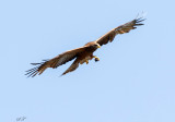 SA_03116-Yellow-billed-Kite.jpg