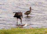 SA_03124-Glassy-Ibis_Open-billed-Stork_Black-winged-Stilt.jpg
