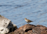 SA_03130-Common-Sandpiper.jpg