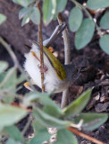 SA_03132-Grey-backed-Camaroptera_BleatingWarble.jpg