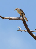 SA_03138-Yellow-Wagtail.jpg