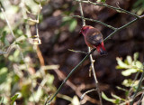 SA_03144-Red-billed-Firefinch.jpg