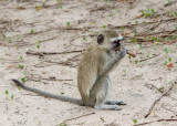 SA_03152-Vervet-Monkey.jpg