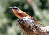 SA_03162-SCarmine-Bee-Eater.JPG