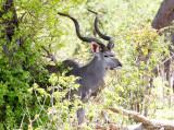 SA_03164-GreaterKudu.JPG