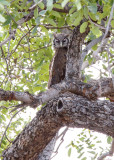 SA_03166-Verreauxs-Eagle-Owl.jpg