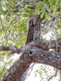 SA_03168-Verreauxs-Eagle-Owl.jpg