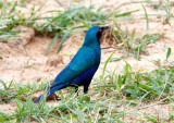 SA_03178-Greater-Blue-eared-Starling.jpg