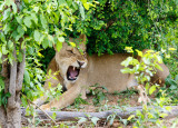 SA_03180_LionYawning.jpg