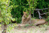 SA_03182_Lion.jpg