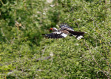 SA_03184-Red-billed-Hornbill.jpg