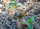 SA_03188-White-Browed-Scrub-Robin.jpg