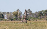 SA_06134-Fish-Eagle-Okavango.JPG