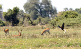 SA_06138-Fish-Eagle-Okavango.JPG