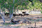 SA_06210_WildDog.JPG