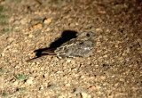 SA_07114-Square-tailed-Nightjar_Kafue.JPG