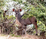 SA_08134-GreaterKudu.JPG