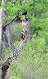 SA_11114-Bennetts-Woodpecker_Fork-tailed-Drongo.jpg