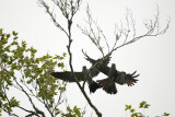 One Mississippi kite displacing another
