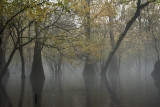 December afternoon with fog on the water