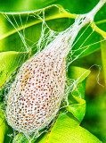 Giant Comet Moth (Argema Mittrei) Cocoon