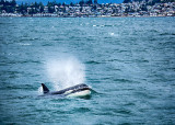 Female Orca
