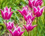 Two-tone Tulips