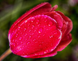 Red Tulip