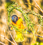 Village weaver (Ploceus cucullatus) - Building the Frame