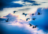 Greylag Geese Flock