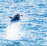 Leaping Dolphin