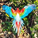 Red and Green Macaw (Ara chloropterus)