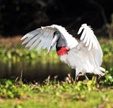 Jabiru Stork (Jabiru mycteria)