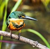 Female American Pygmy Kingfisher (Chloroceryle Aenea)