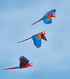 Red and Green Macaw (Ara chloropterus)