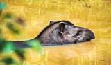 Brazilian Tapir (Tapirus terrestris)