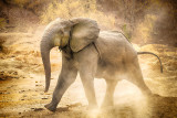 Wary Male - Dry Season