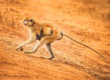 Patas monkey (Erythrocebus patas)