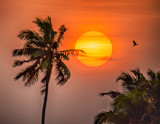 Coconut Sunset