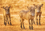 Three Little Pigs