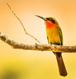 Red-throated bee-eater (Merops bulocki)