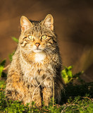 European Wildcat (Felis silvestris silvestris) - Female
