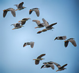 Black-Crowned Night Heron (Nycticorax nycticorax) - Migration