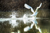 Mute swan (Cygnus olor) ... Take-off