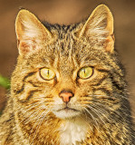 Wild Cat - Female