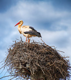 White Stork (Ciconia ciconia)