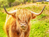 Highland Cow