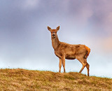 Red deer (Cervus elaphus) female