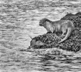Eurasian Otter (Lutra lutra), 