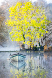 Foggy Autumn Morning